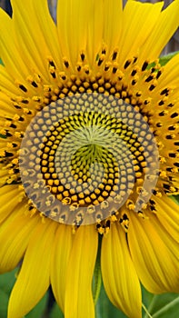 Sun flower in evenning