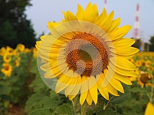 Sun flower