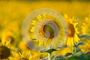 Sun flower farm