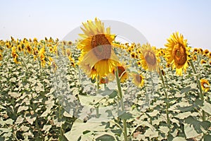 Sun flower farming and seed industry