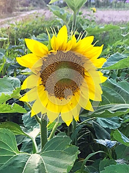 Sun flower on the field