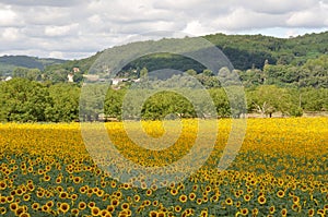 sun flower field