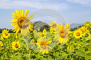 Sun Flower field