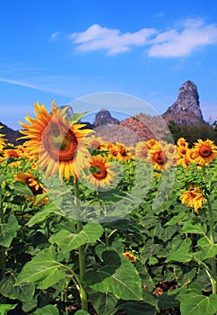 Sun Flower Field