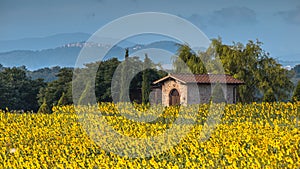 Sun Flower Field Landscape in Tuscany, Italy