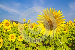 Sun Flower field