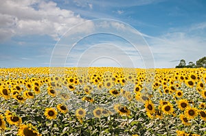 Sun flower field and skybackground