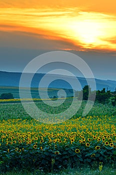 Sun flower field at sunset