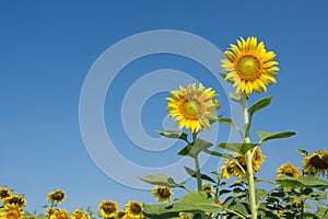 Sun flower with blue sky
