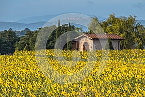 Sun Flower Field in Tuscany Landscape, Italy