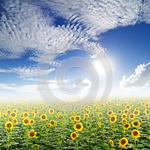 Sun flower fields and clouds sky