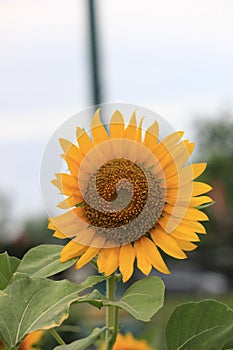 Sun flower at garden nature flant