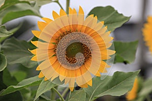 Sun flower at garden nature flant