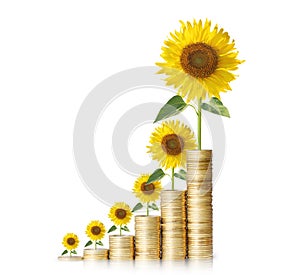Sun flower growing from coins