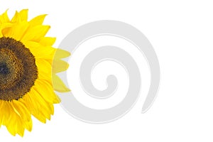 Sun flower half, isolated, for background