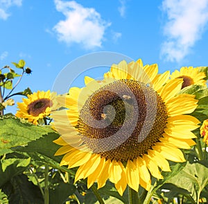 Sun flower with hard working bee