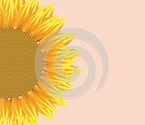 Sun flower illustration