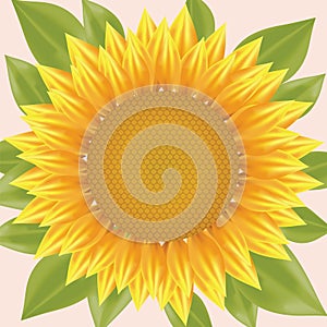 Sun flower illustration