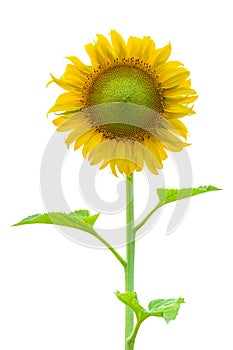 Sun flower isolated on white background