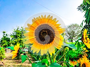 Sun flower looking beautiful