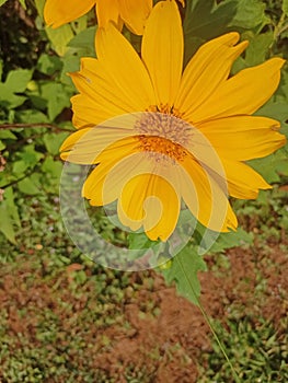 Sun flower natural yellow colorful neture