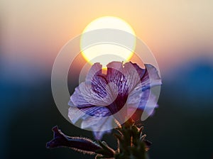 Sun flower romanticism