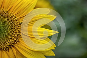 Sun flower. Royalty high quality free stock image of sun flower in sunshine. Sunflowers bloom every early morning