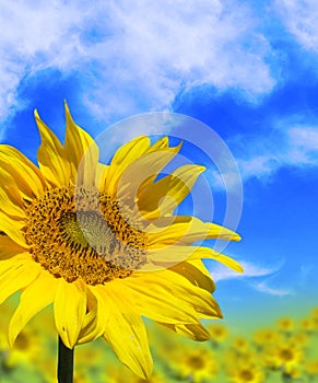 Sun Flower Shine
