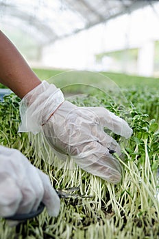 Sun flower sprout farm cutting