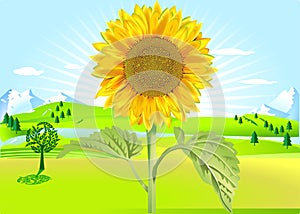Sun flower in summer