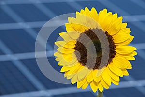 Il sole fiore un il sole energia 