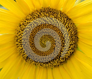 Closeup of sun flower photo
