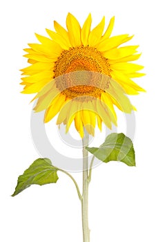 Sun flower sunflower