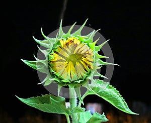 Sun flower