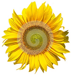 Sun flower, sunflower on transparent background in the additional png file photo