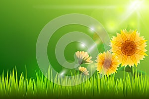 Sun flower and sunlight with green grass