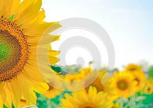 Sun Flower