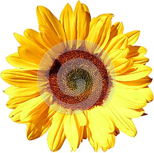Sun flower on transparent background in the additional png file photo