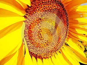 Sun flower is type of tree