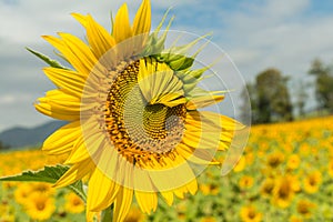 Yellow flowers