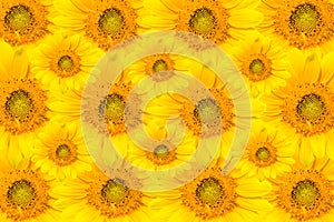 Sun flowers