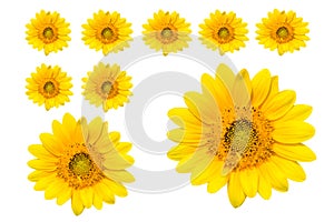 Sun flowers