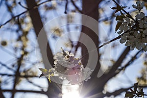 Sun and flowers