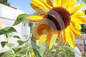 Sun Flowers Ashville North Carolina