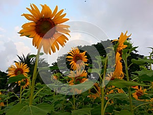 Sun Flowers in Benchakitti Park