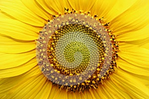 Sun flowers with detail on pistil