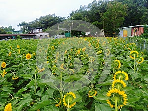 Sun flowers farm in kam tin hongkong