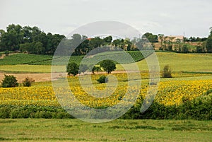 Sun-flowers field