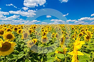 sun flowers field in Ukraine sunflowers