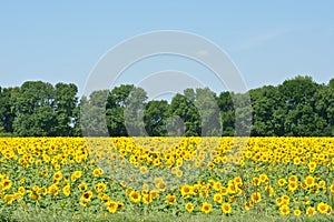 Sun flowers field in Ukraine